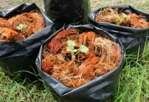 Cách Ủ Phân Hữu Cơ Tại Nhà: Đơn Giản, Tiết Kiệm, Cực Tốt Cho Cây Trồng