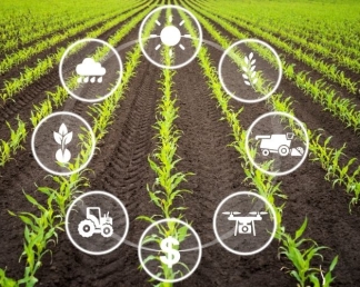 Chuyển Đổi Sang Nông Nghiệp Hữu Cơ: Những Khó Khăn & Quả Ngọt Đầu Mùa