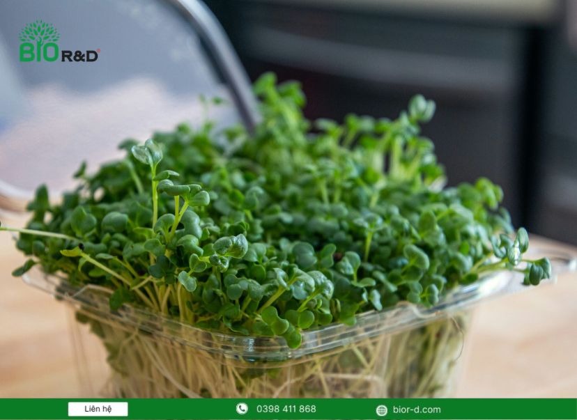 Ứng dụng thực tế của chế phẩm sinh học trong trồng trọt