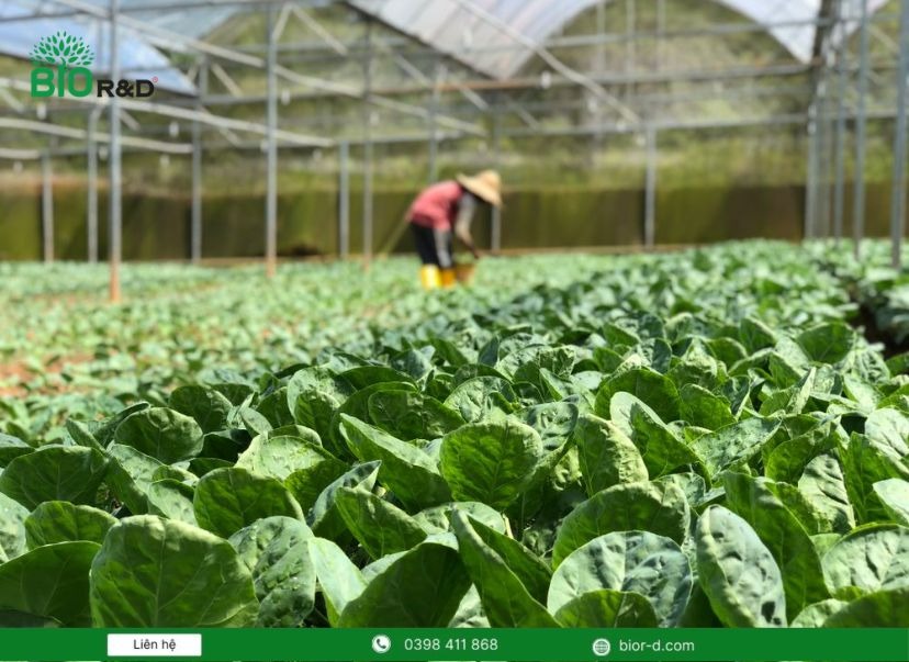 Vai trò của nông nghiệp tuần hoàn thông minh đối với ngành nông nghiệp