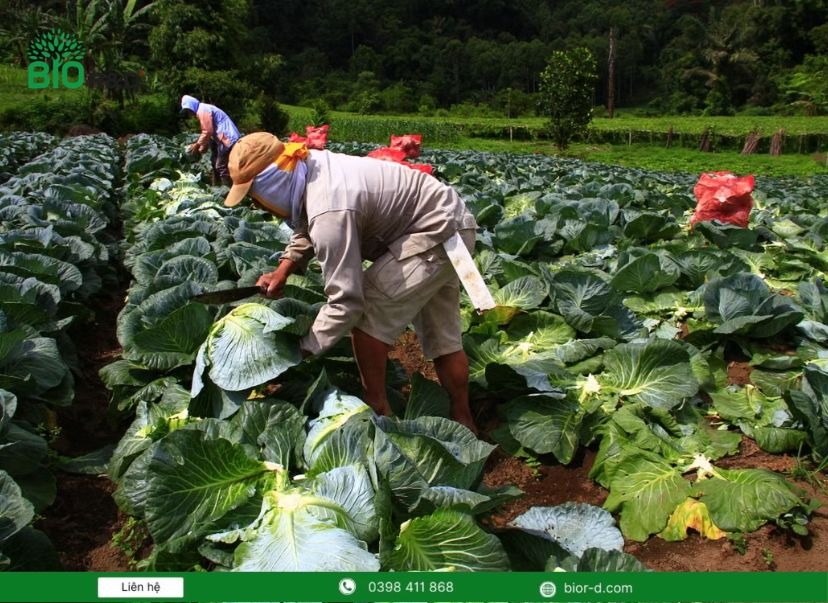 Xu hướng phát triển của nông nghiệp tuần hoàn thông minh