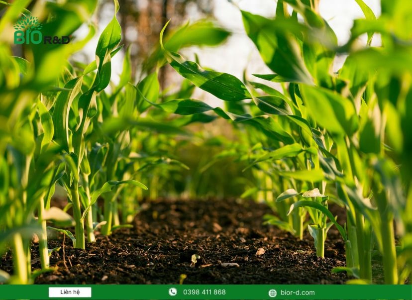 Công nghệ vi sinh trong nông nghiệp là gì 