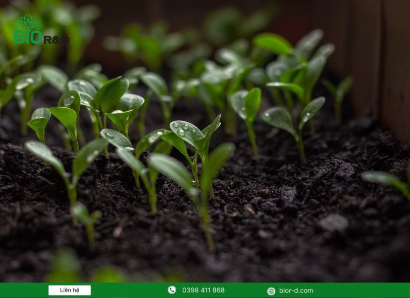 Vai trò của hệ vi sinh vật đối với sự phát triển của cây
