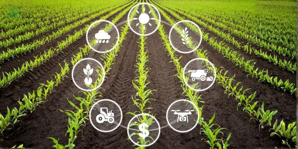 Mô hình nông nghiệp hữu cơ