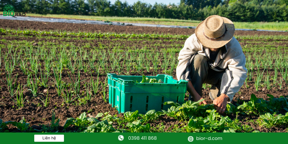 Nông dân trồng nông sản hữu cơ