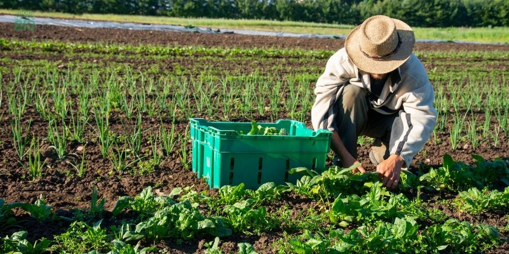 Nông nghiệp hữu cơ
