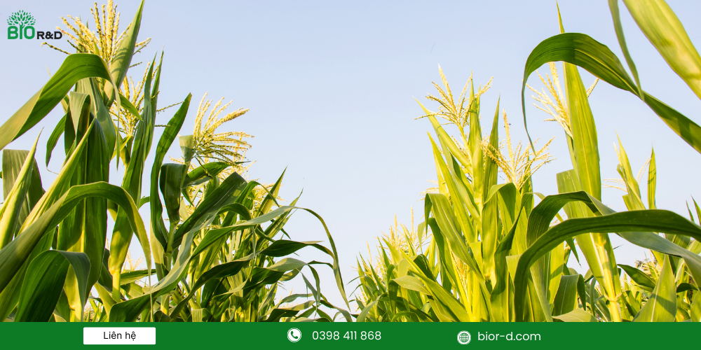 Canh tác nông nghiệp thuận thiên