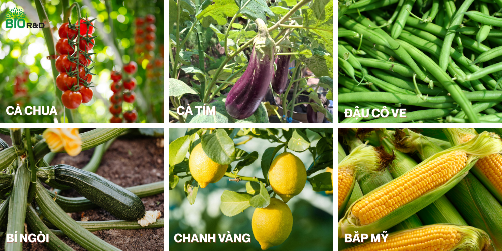 Sản phẩm nông sản hữu cơ tại BIO R&D