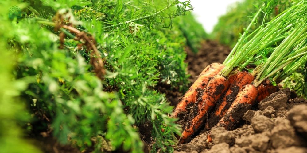 Sản xuất nông sản ứng dụng nông nghiệp hữu cơ