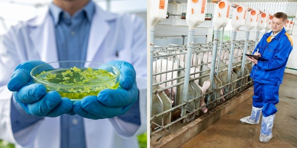 Ứng dụng công nghệ vi sinh trong nông nghiệp