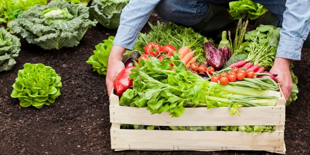 Xu hướng áp dụng mô hình nông nghiệp hữu cơ