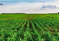 Dịch Vụ Trồng Trọt BIO R&D - Phát Triển Vùng Nguyên Liệu Nông Nghiệp An Toàn, Bền Vững