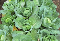  Tiềm Năng Phát Triển Nông Nghiệp Hữu Cơ Tại Việt Nam: Cơ Hội Và Thách Thức