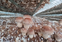 Sự Phát Triển Bền Vững Của Ngành Nông Nghiệp: Những Xu Hướng Mới