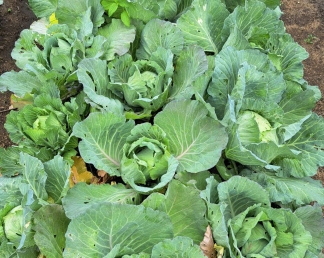  Tiềm Năng Phát Triển Nông Nghiệp Hữu Cơ Tại Việt Nam: Cơ Hội Và Thách Thức