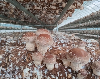 Sự Phát Triển Bền Vững Của Ngành Nông Nghiệp: Những Xu Hướng Mới