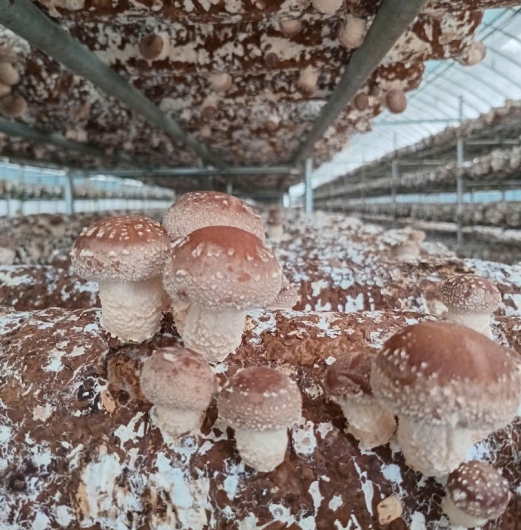 Sự Phát Triển Bền Vững Của Ngành Nông Nghiệp: Những Xu Hướng Mới