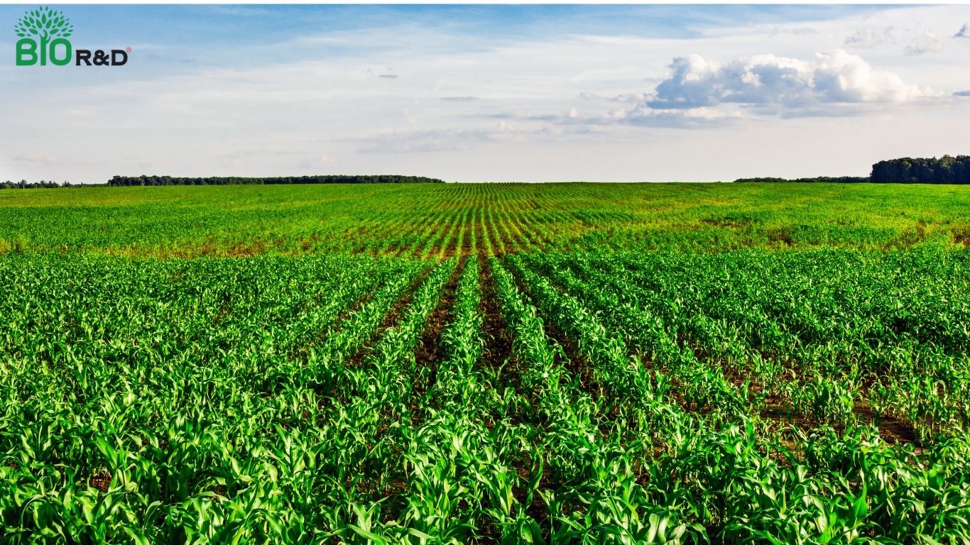 Dịch vụ trồng trọt BIO R&D phát triển vùng nguyên liệu an toàn