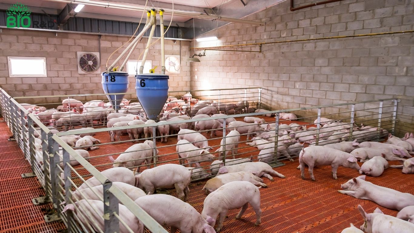 Heo giống BIO R&D khỏe mạnh và tăng trưởng tốt