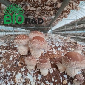 Nấm hương bao tử còn gốc