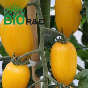 Cà Chua Cherry Vàng