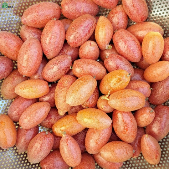 Quả nhót 