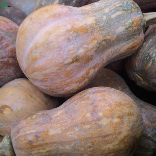 Bí Hồ Lô